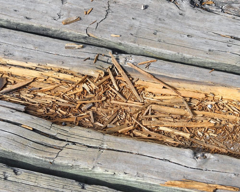 Rotting Wood on Deck